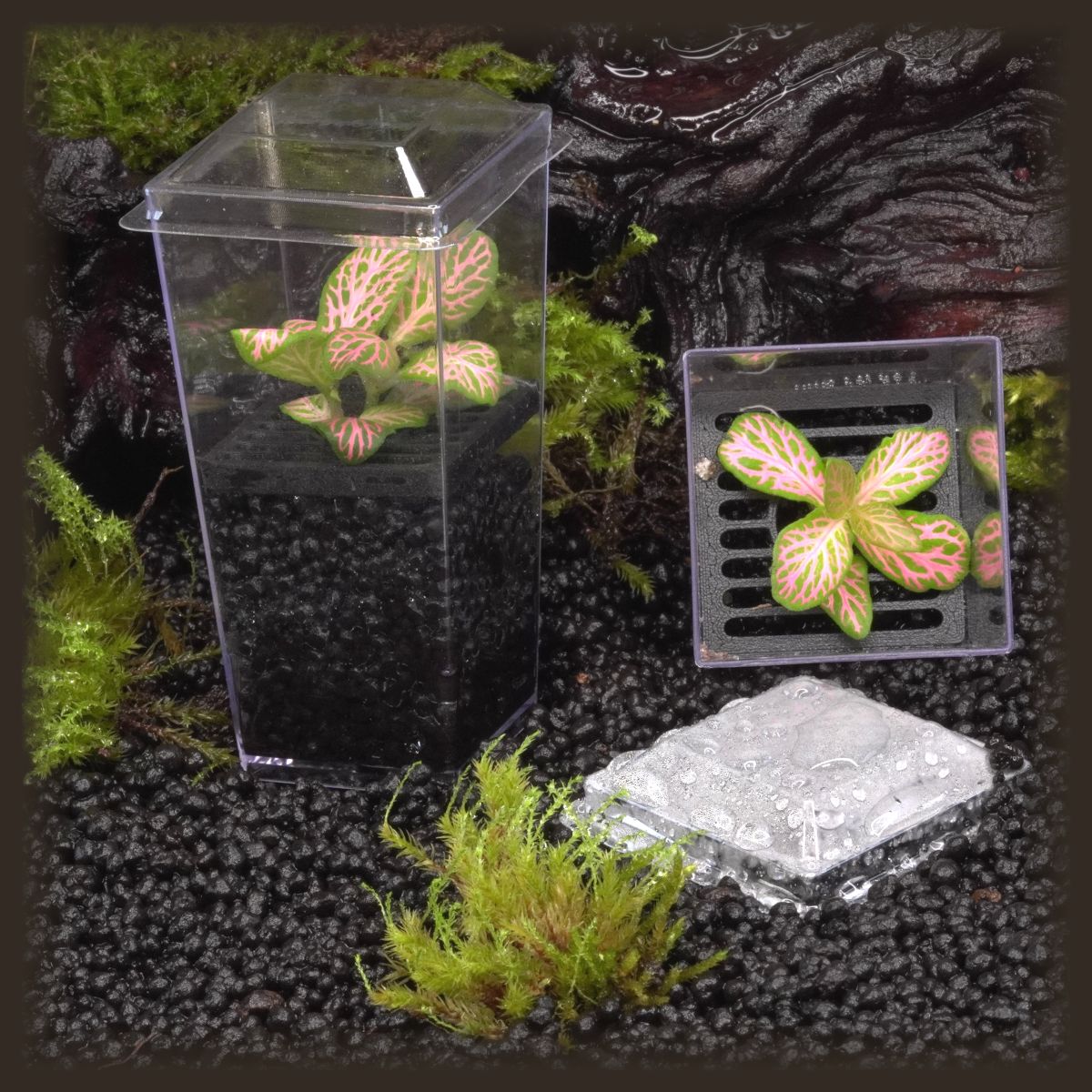 Fittonia 'Zalm Ruby Lime' Budkin