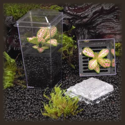 Fittonia &#39;Zalm Ruby Lime&#39; Budkin