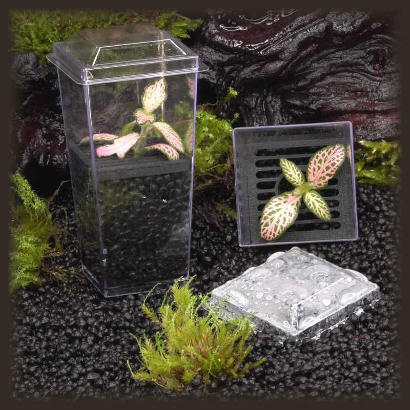 Fittonia &#39;Pink Forest Flare&#39; Budkin