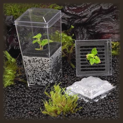 Moon Valley Pilea Budkin