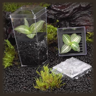 Silver Wandering Jew Budkin