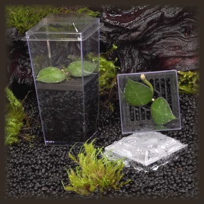 Hoya Super Silver 'Eskimo' Budkin