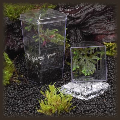 Ruby Club Moss Budkin