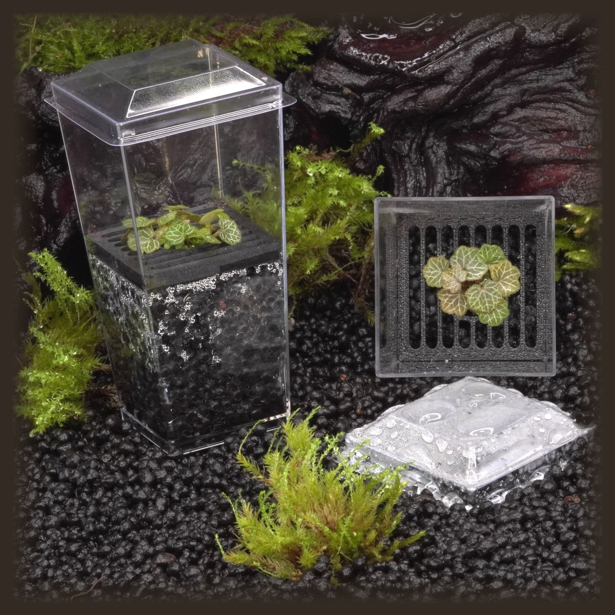 Strawberry Begonia MICRO Budkin