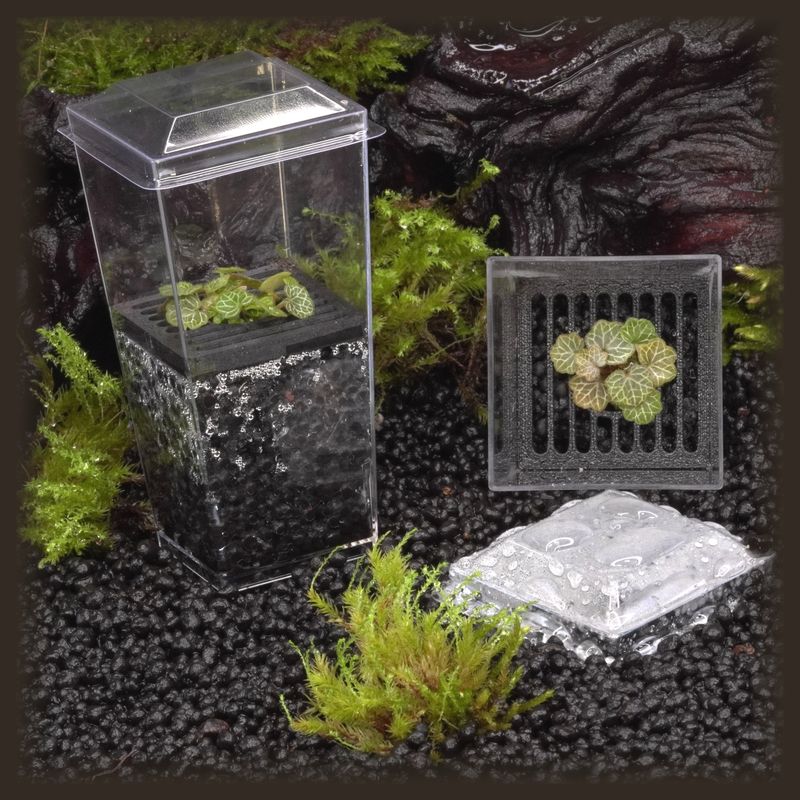 Strawberry Begonia MICRO Budkin
