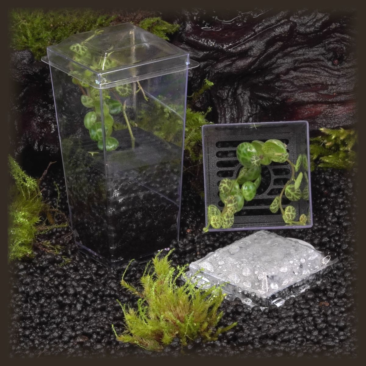 String of Turtles Budkin