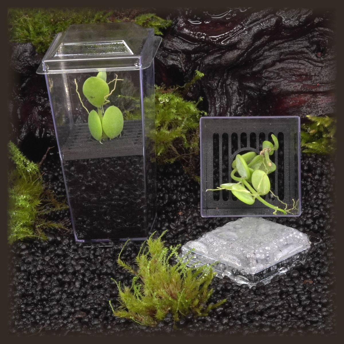 String of Nickels Budkin