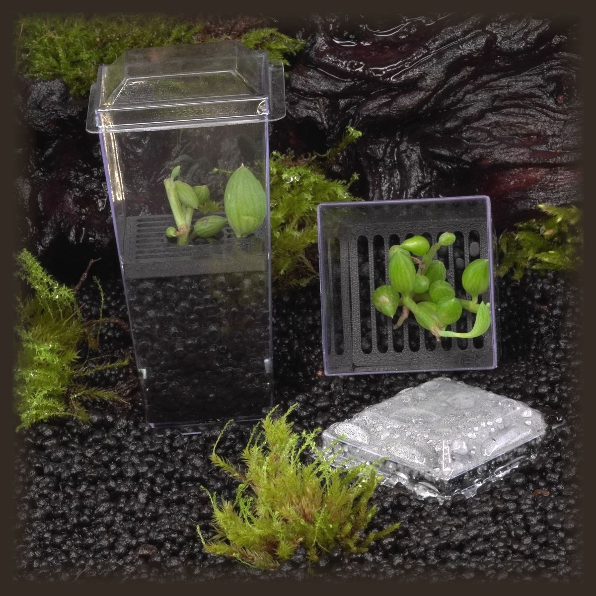 String of Watermelons Budkin