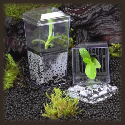 White Velvet Plant Budkin