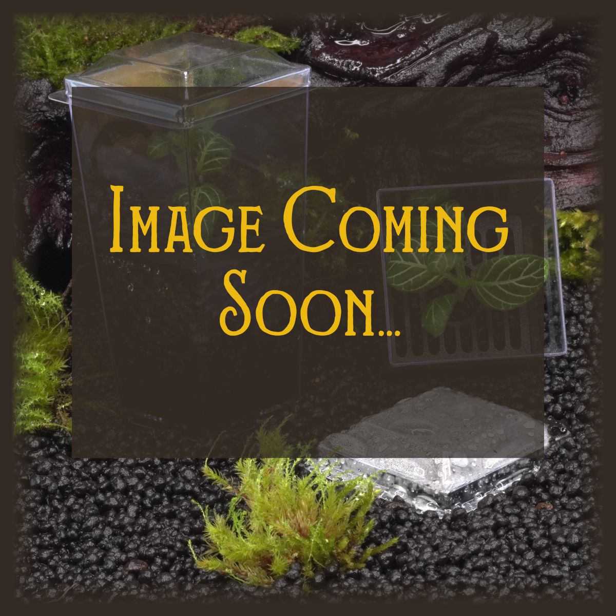 Begonia Wilformis Budkin