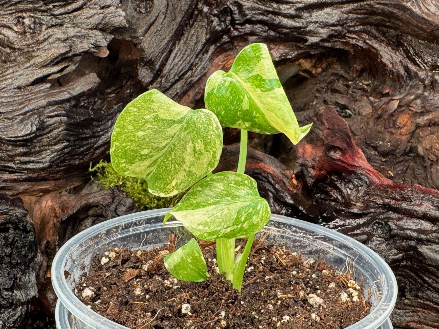 Queen Monstera Thai Constellation