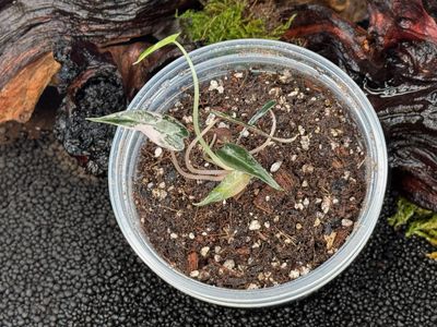 Alocasia Pink Variegated Bambino