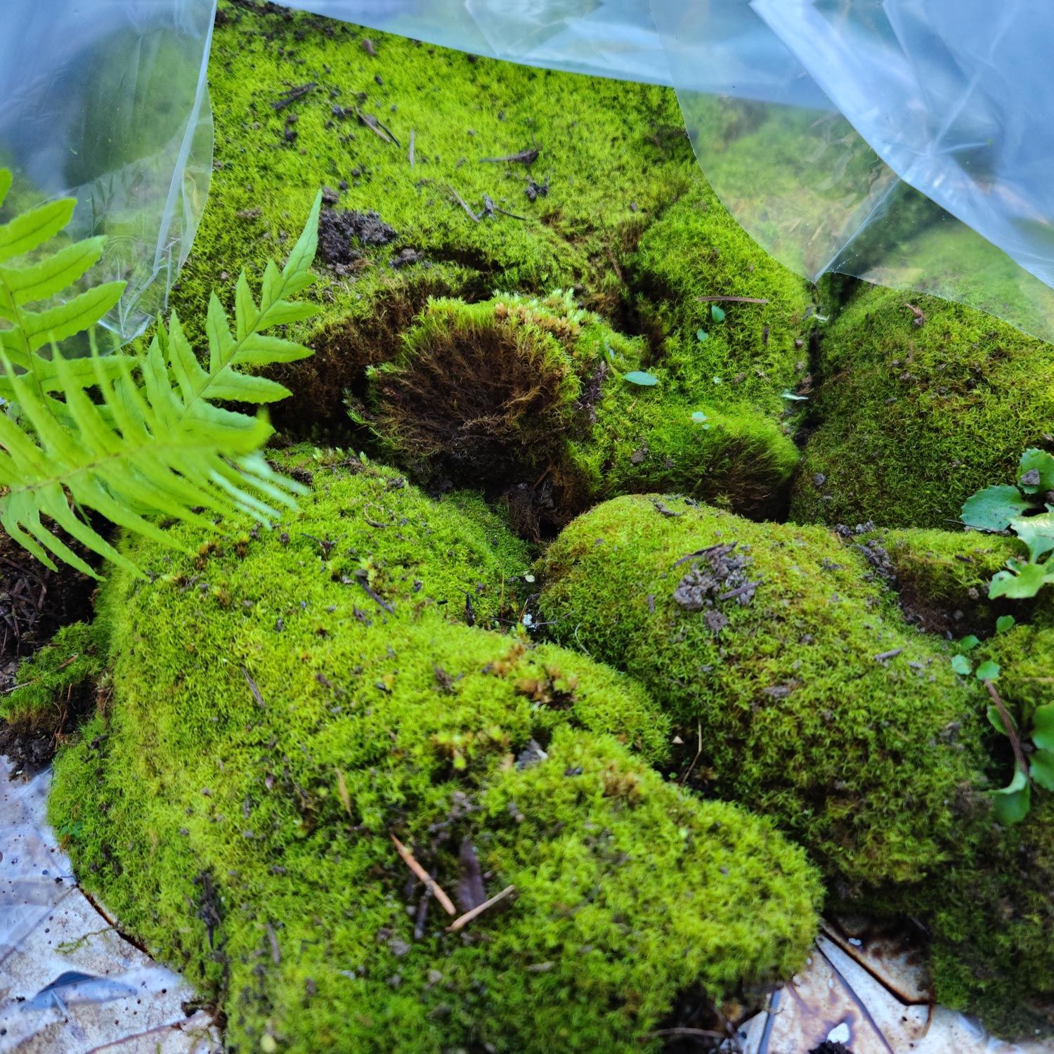 Live Moss Container