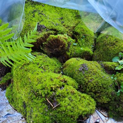 Live Moss Container