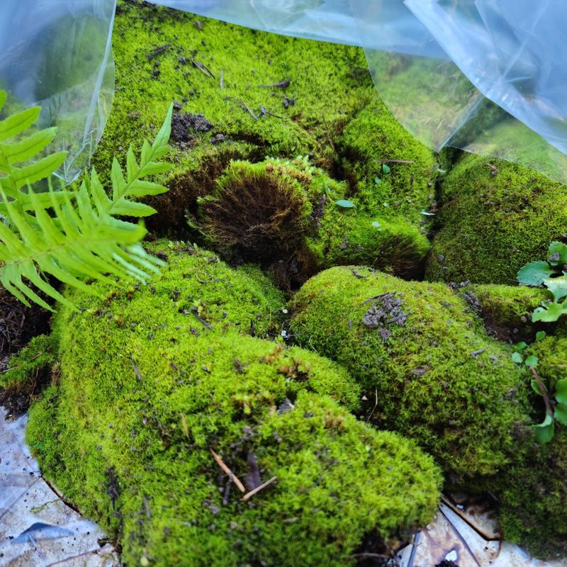 Live Moss Container
