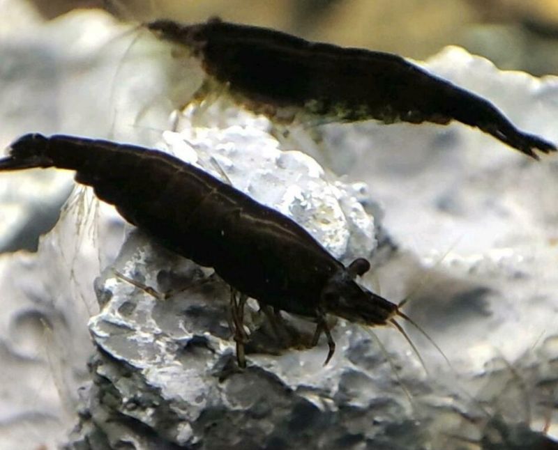 Black Sakura Garnele - Neocaridina davidi