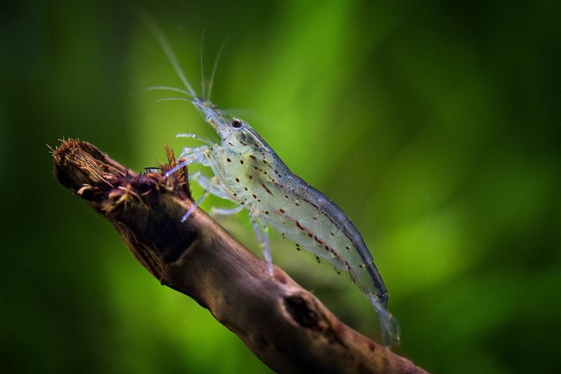 Amanogarnele - Größe XXL - Caridina multidentata 3-5 cm