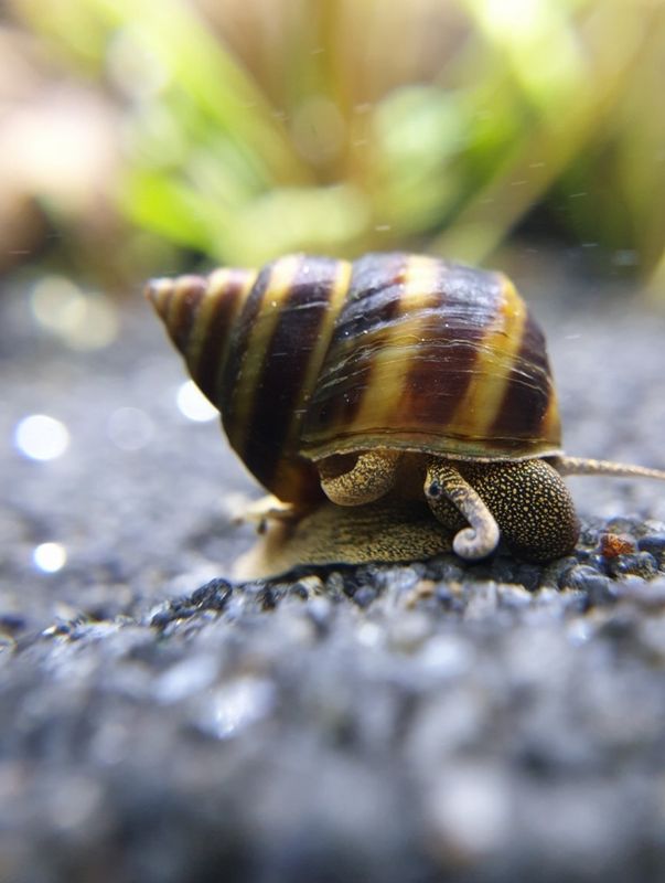 Pianoschnecke / Pinselalgen-Schnecke - Taia naticoides