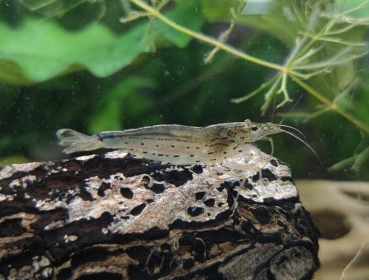 Amanogarnele deutsche Nachzuchten Größe s/m