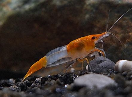 orange Rili Garnele, Neocaridina davidi "orange Rili"