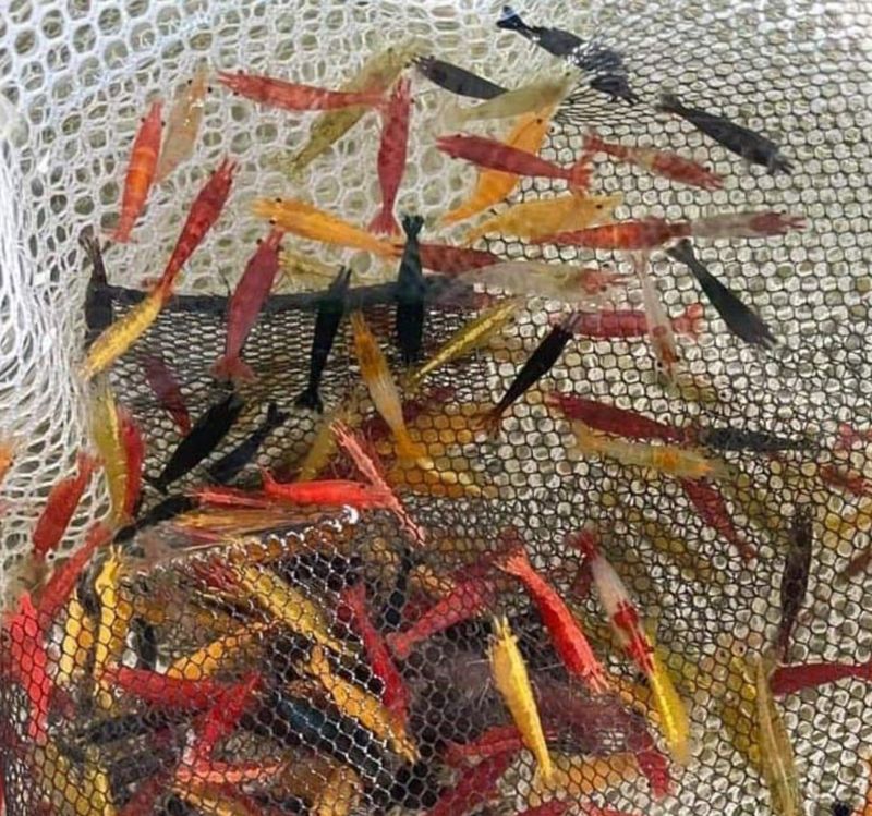 100 Stück Garnelen Mix