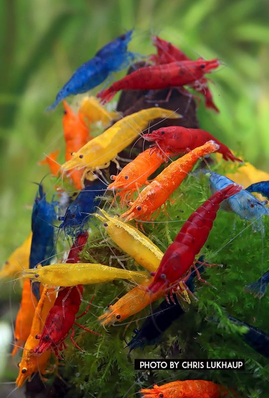 Garnelen MIX - Garde "B" - Neocaridina davidi