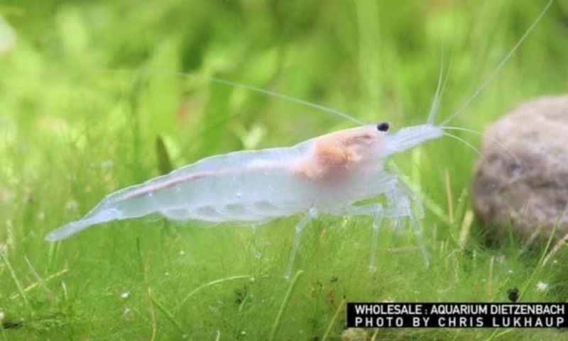 Snow Amanogarnele - Caridina multidentata "snow"