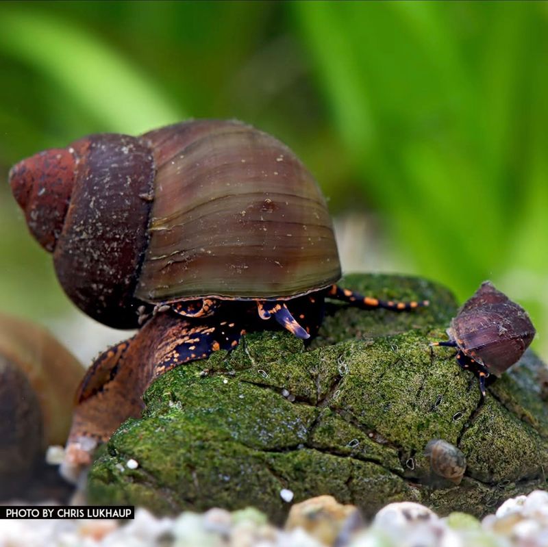 Blue Berry Snail - Notopala sp.