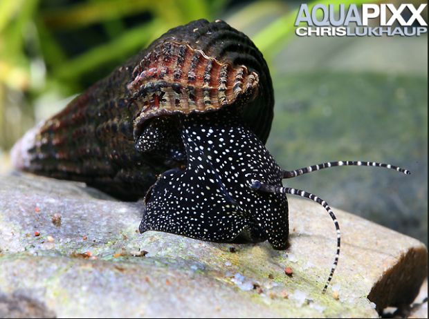 Tylomelania patriatrchalis - Pelhuhn