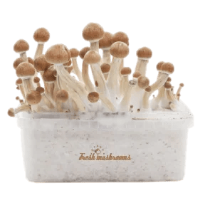 Penis Envy Mushroom