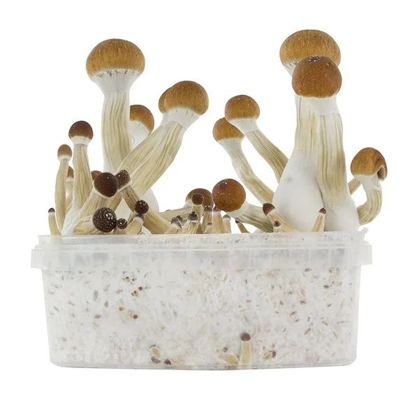 Golden Teacher Mushrooms