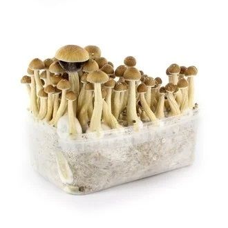 Albino Penis Envy Mushrooms