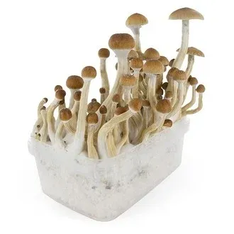 B+ Magic Mushroom