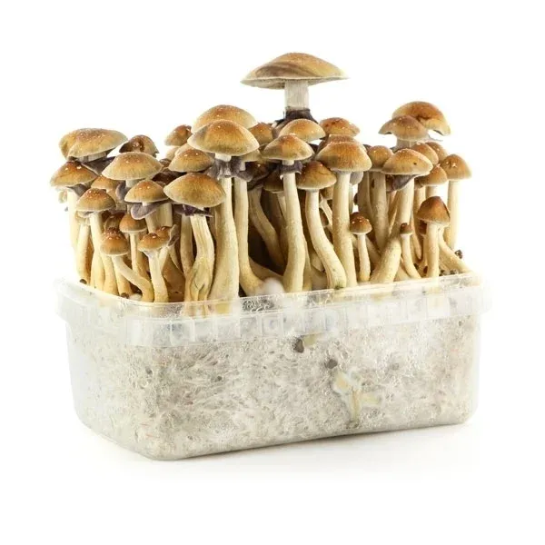 Texas Penis Envy Mushrooms