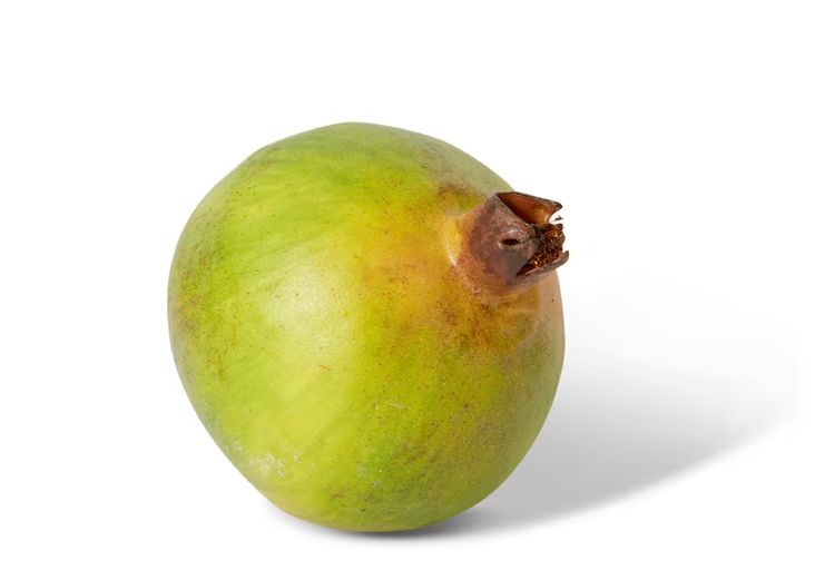Pomegranate Grand - Green