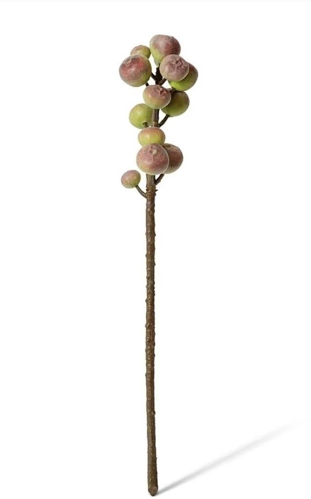 Fig Stem Green Brown
