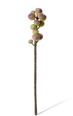 Fig Stem Green Brown