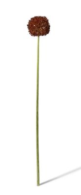 Allium Stem - Burgundy
