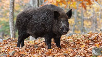Wild Boar