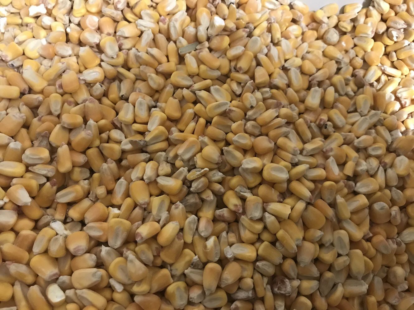 Non-GMO whole kernel shelled corn grown at Duck It Farm in Hickman County TN