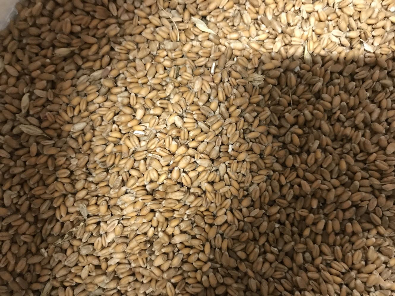 Non-GMO soft red winter wheat grown at Duck It Farm in Hickman County TN