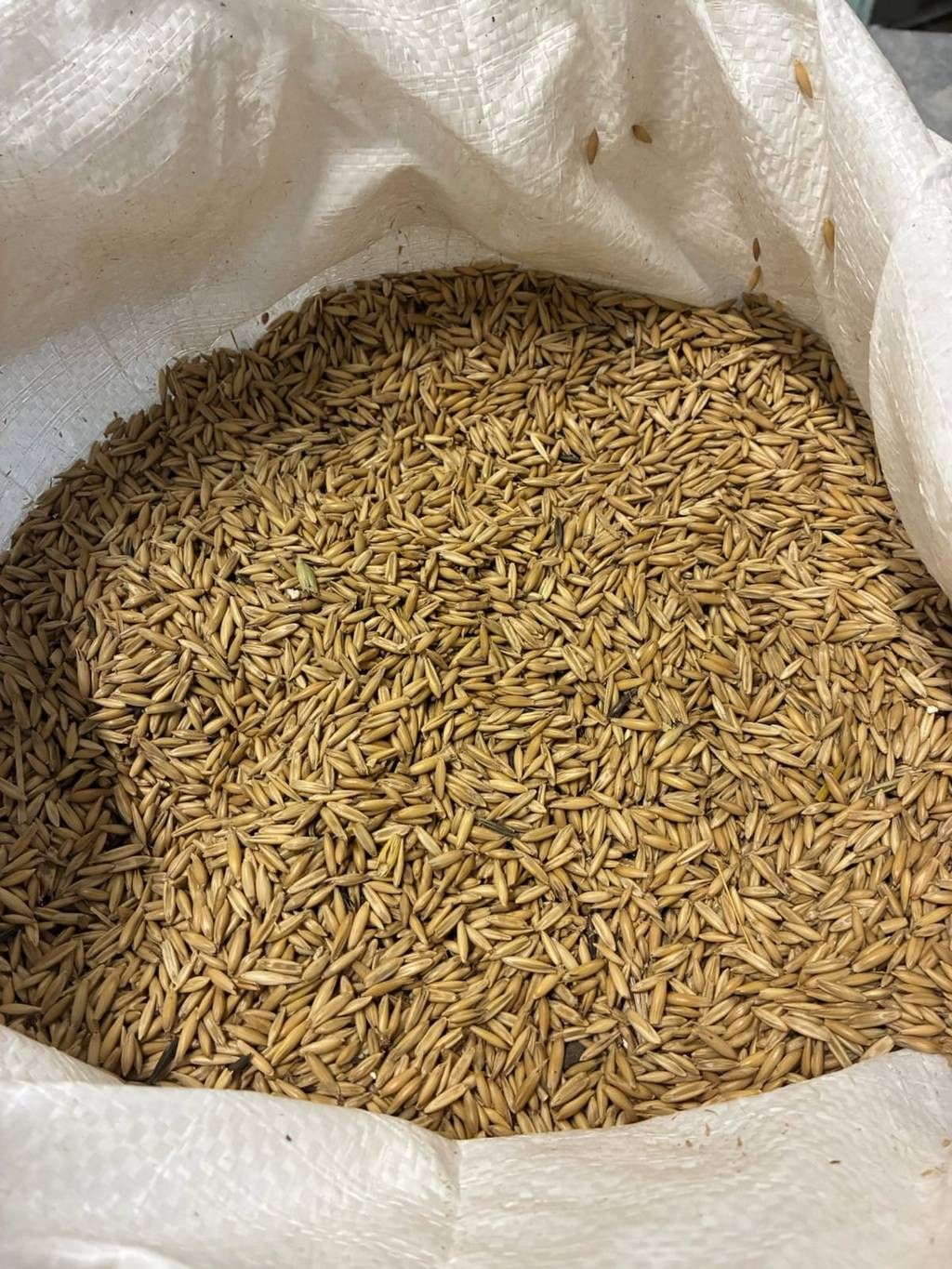 Non-GMO whole oats grown at Duck It Farm in Hickman County TN