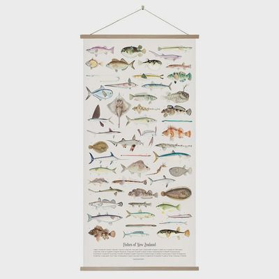 Fishes of New Zealand Wall Chart