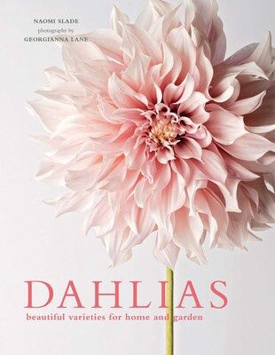Dahlias Beautiful Varieties for Home &amp; Garden