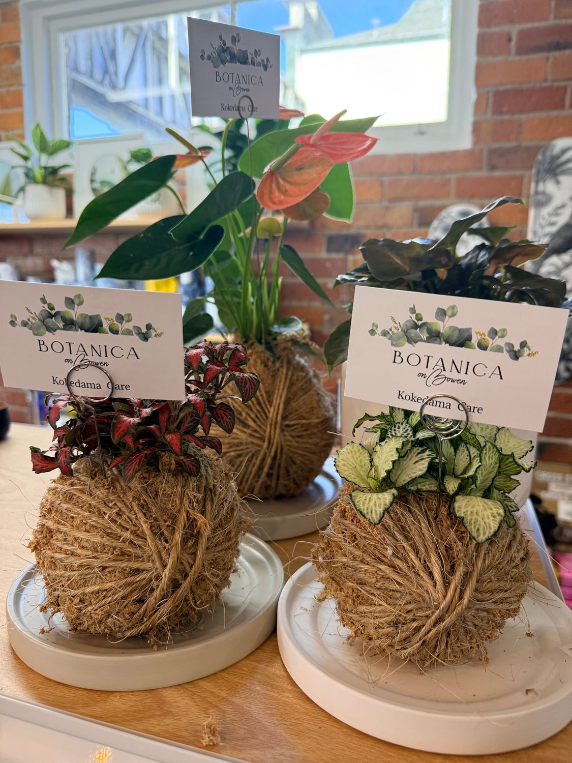 The Art of Kokedama - Saturday 19th September 6PM