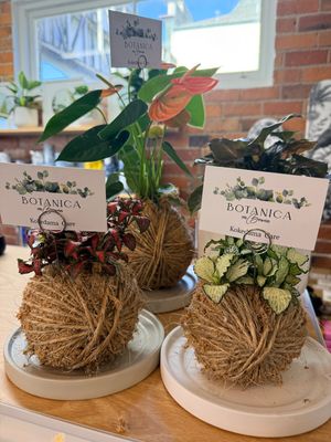 The Art of Kokedama - Saturday 19th September 6PM