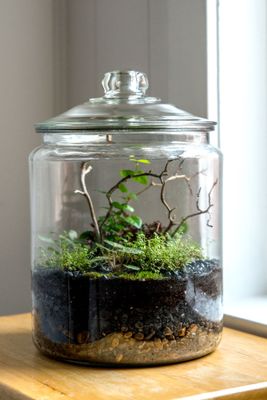 Terrarium Masterclass - Friday 16th October 6.30pm