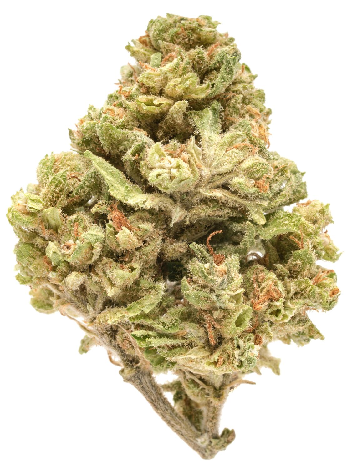 ACAPULCO GOLD | 25.04 % | 1 OZ