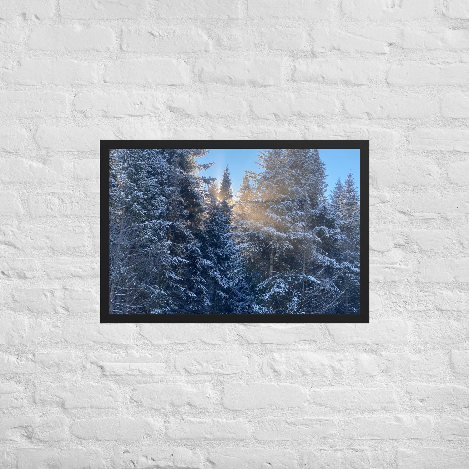 Sunlight breaks through the pines Framed poster