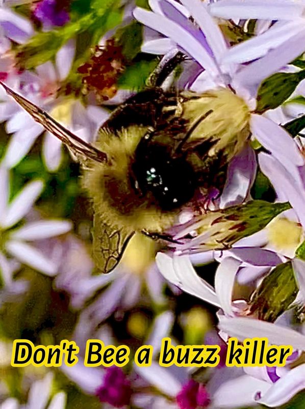Don’t Bee a buzz killer T-Shirt 